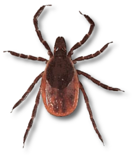 Tick insect PNG-51942